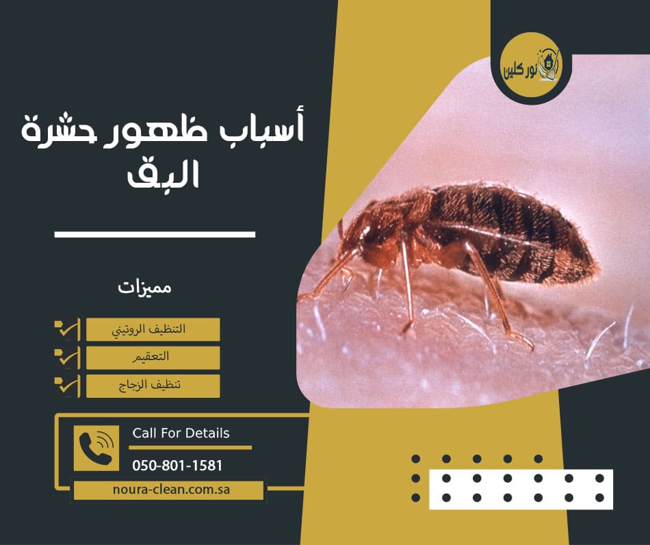 أسباب ظهور حشرة البق