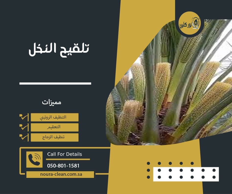 تلقيح النخل