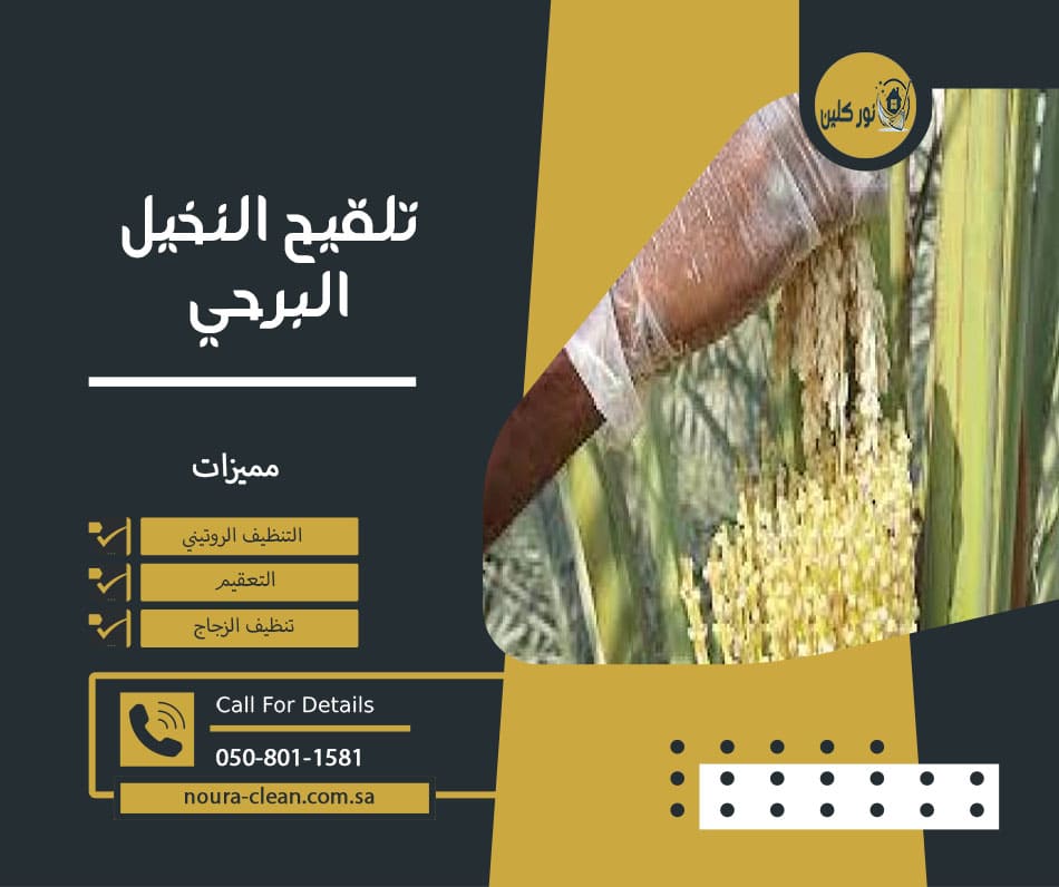 تلقيح النخيل البرحي