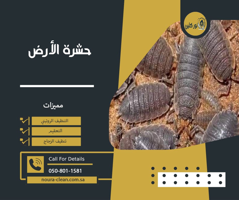 حشرة الأرض
