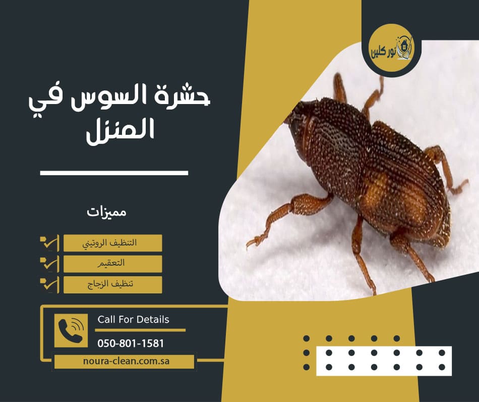 حشرة السوس في المنزل