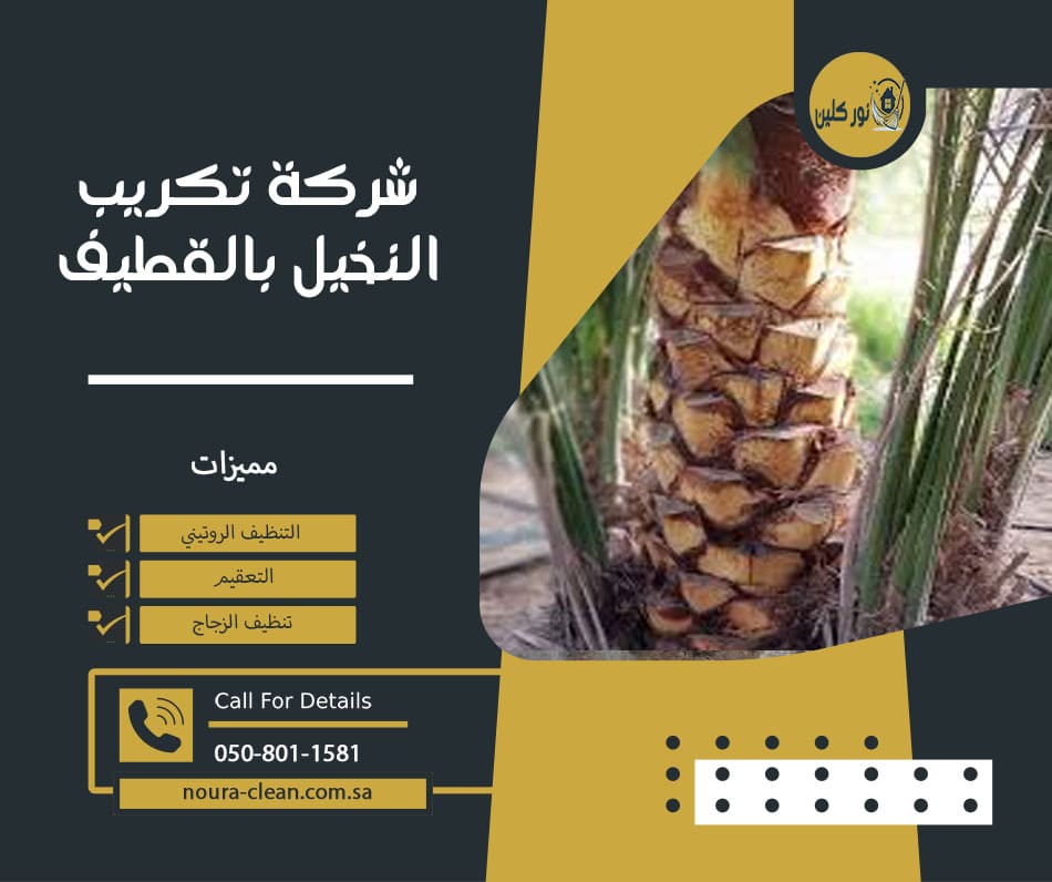 شركة تكريب النخيل بالقطيف