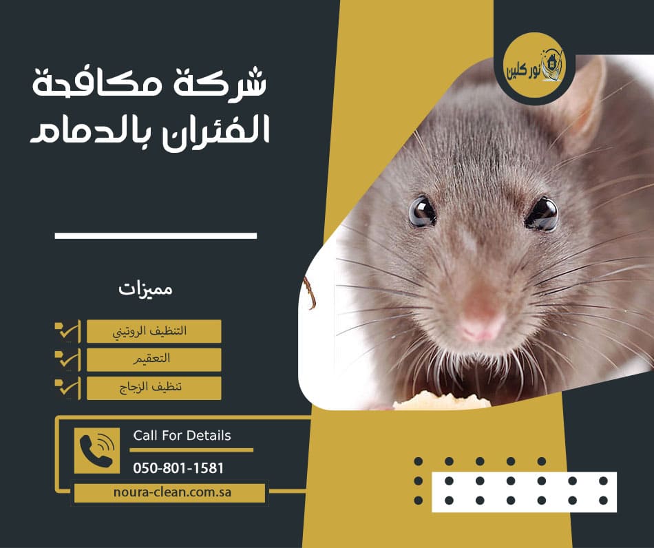 شركة مكافحة الفئران بالدمام