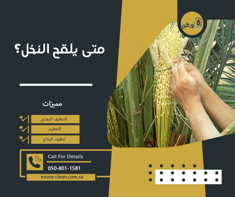 متى يلقح النخل؟